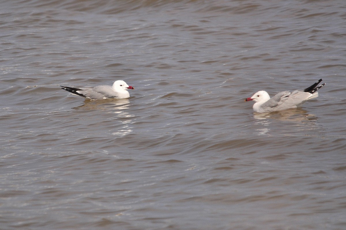 racek zelenonohý - ML192925861