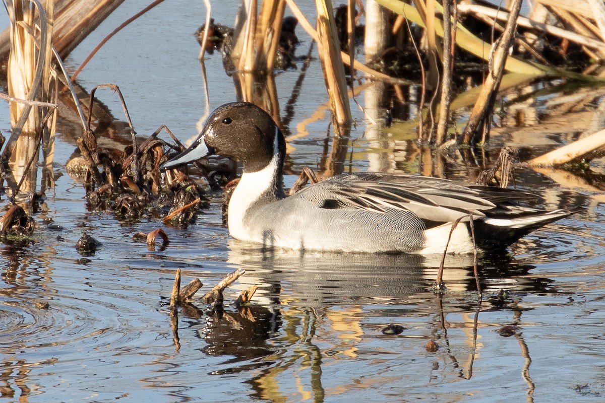 Northern Pintail - ML192926391