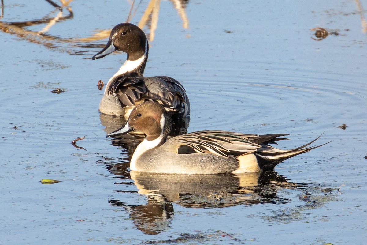 Northern Pintail - ML192926401