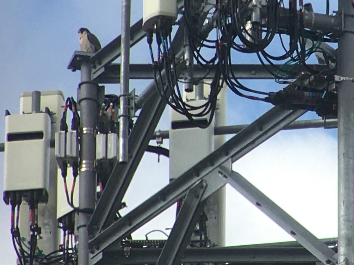 Peregrine Falcon - ML192926721