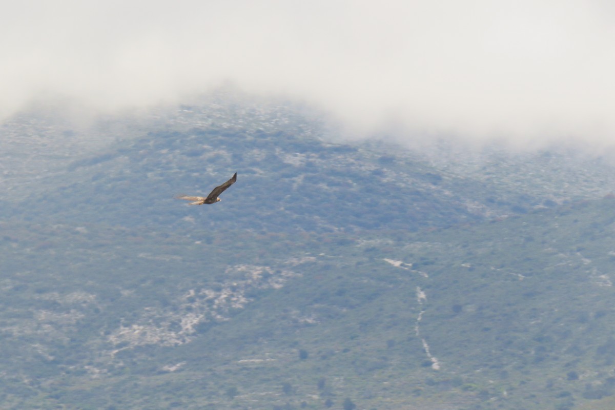 Golden/Bald Eagle - RESERVA DE LA BIOSFERA TEHUACÁN CUICATLAN