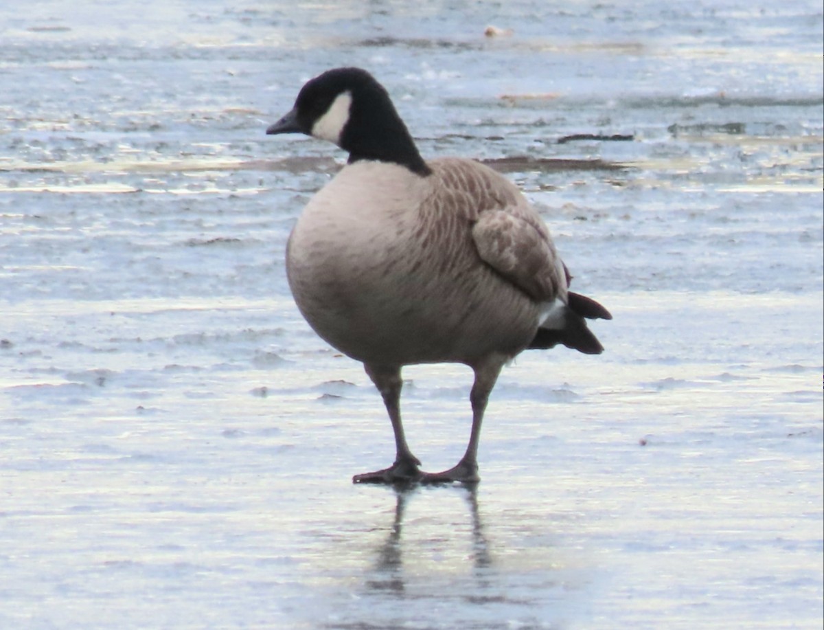 Cackling Goose - ML192930501