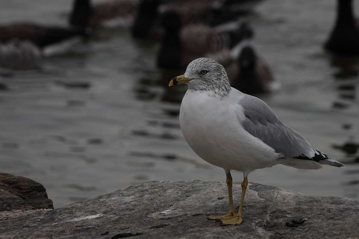 Ring-billed Gull - ML192930631