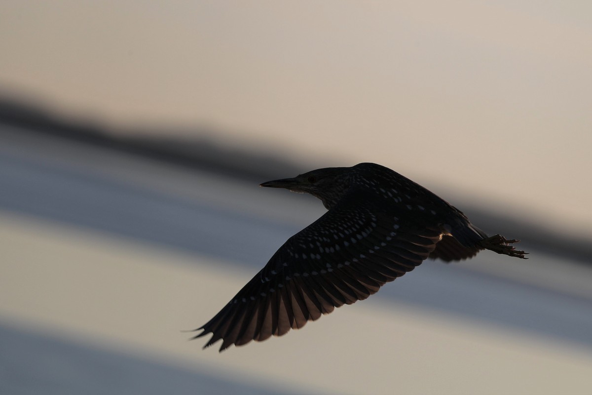 Black-crowned Night Heron - ML192933011