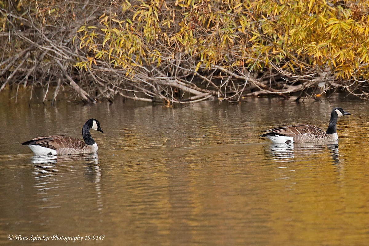 Canada Goose - Hans Spiecker