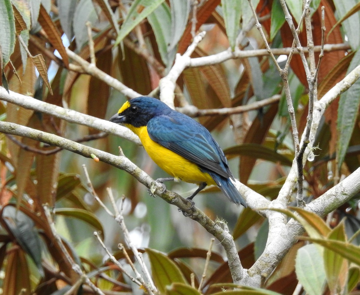 Yellow-throated Euphonia - ML192934801