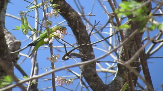 Orange-fronted Parakeet - ML192936781