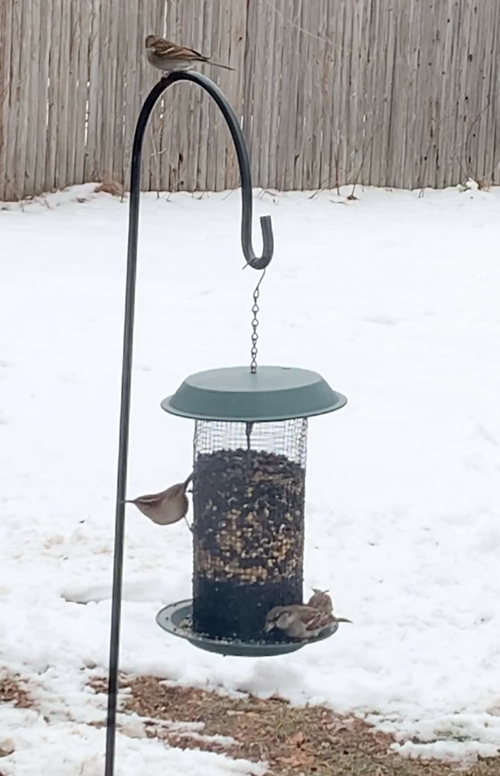 Chipping Sparrow - ML192936871