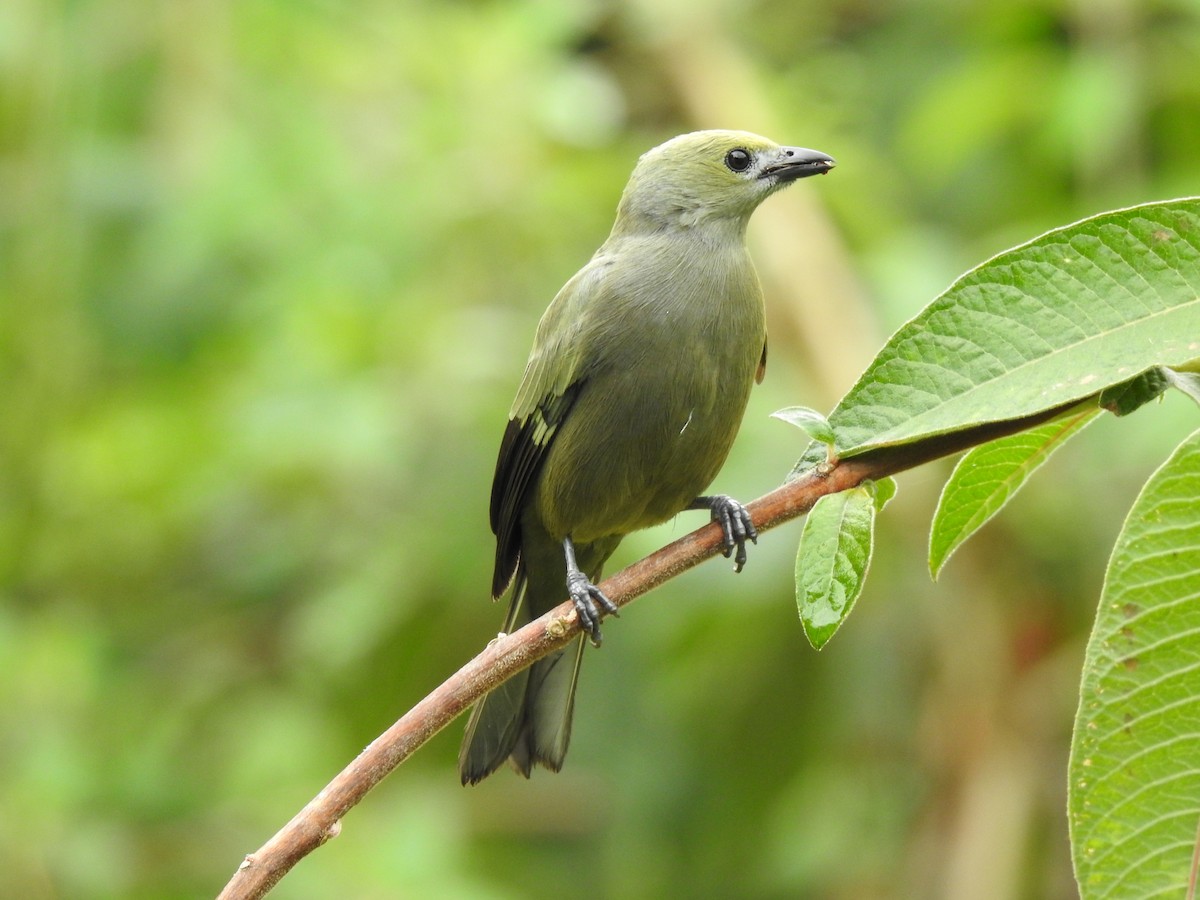 Palm Tanager - ML192938901
