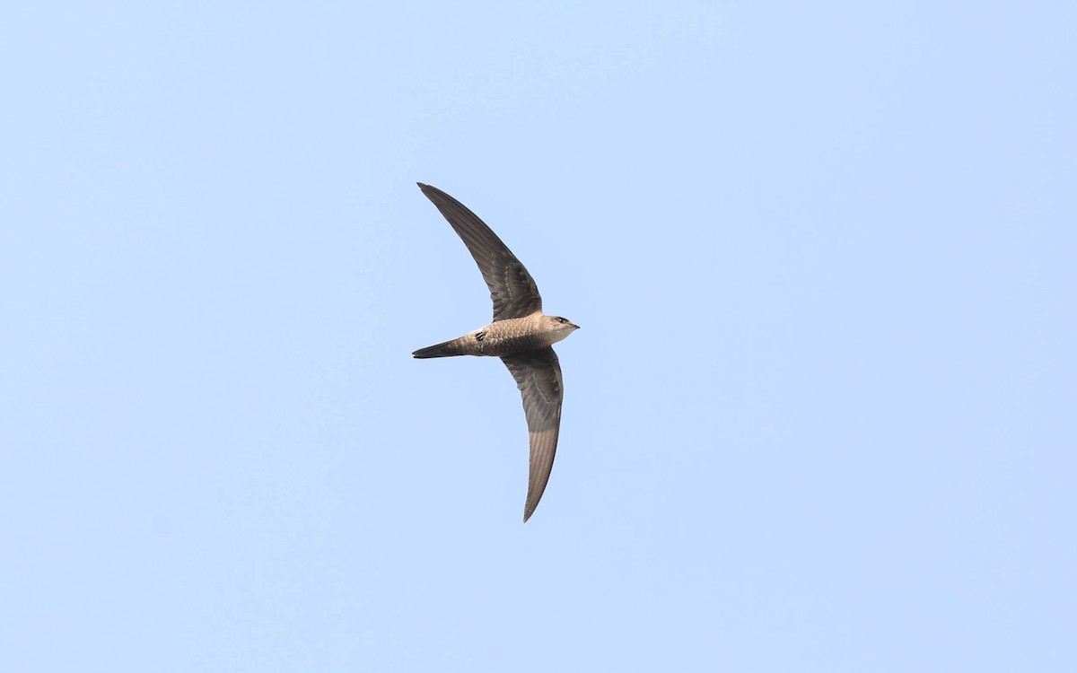 Pacific Swift - Ged Tranter