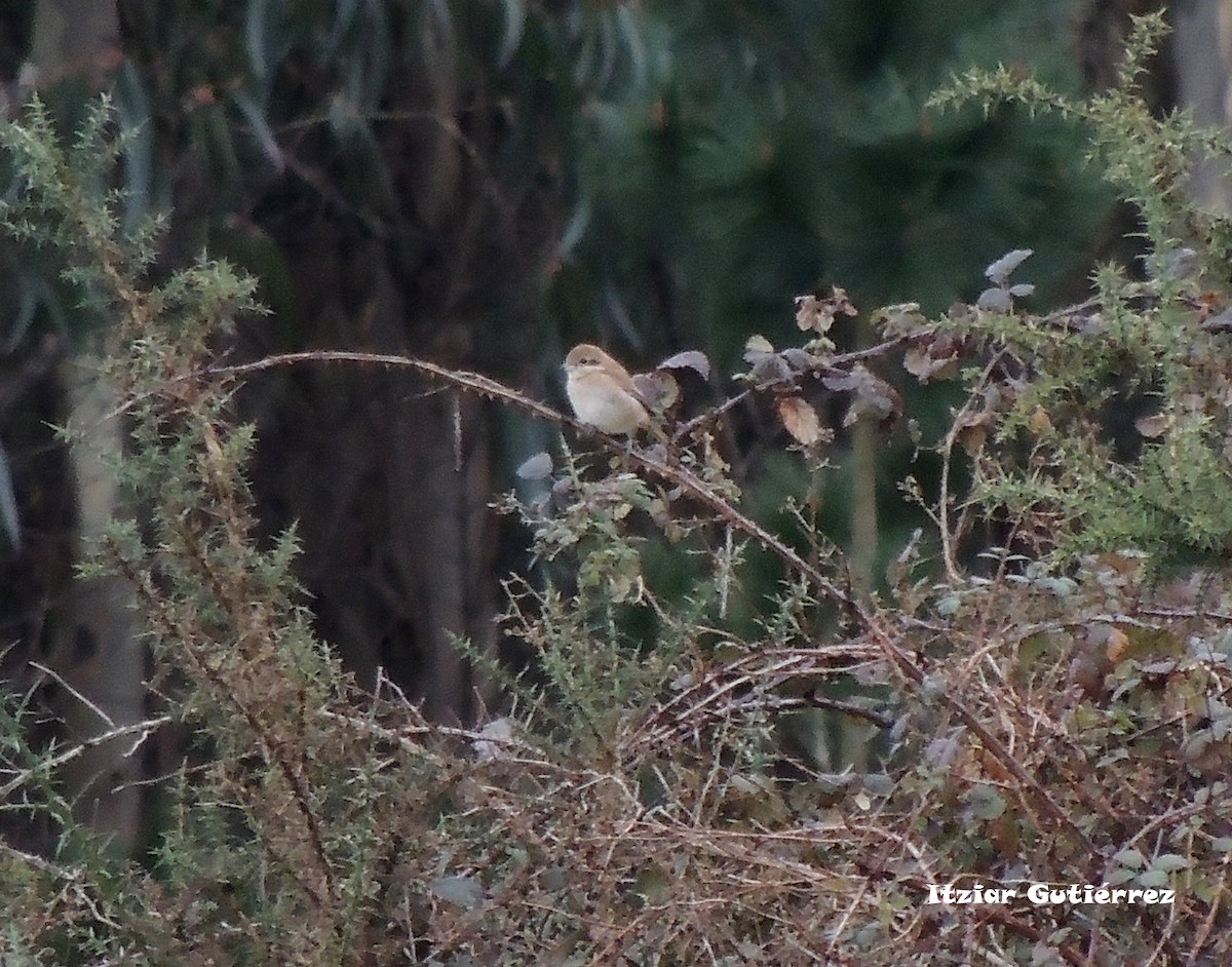 Brown Shrike - ML192940821