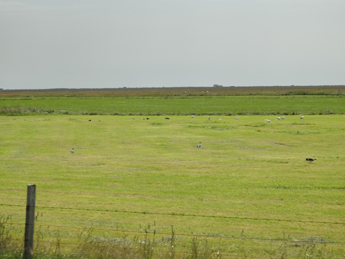 Eurasian Oystercatcher - ML192941001