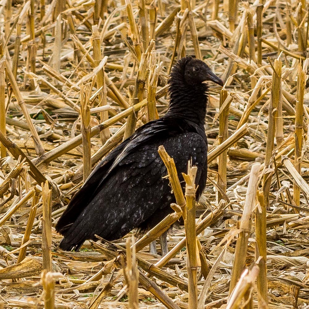 Black Vulture - ML192941141