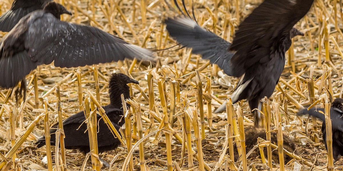 Black Vulture - ML192941241