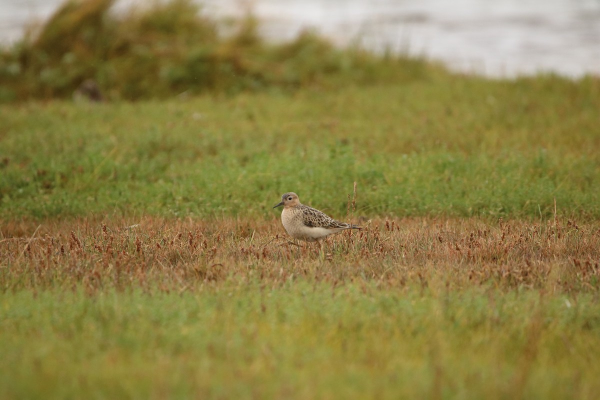 Buff-breasted Sandpiper - ML192941551