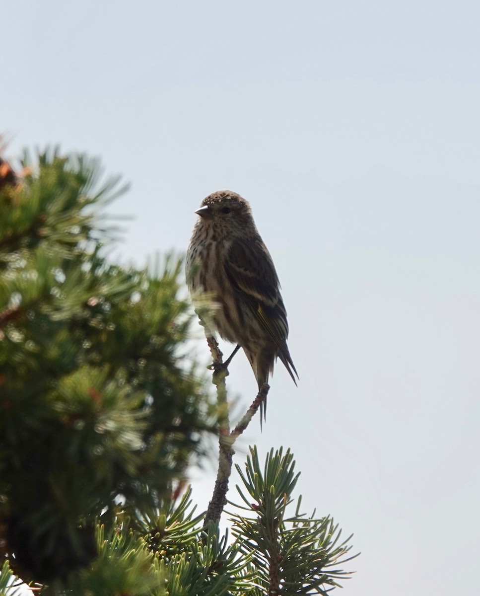 Pine Siskin - Dave Ebbitt