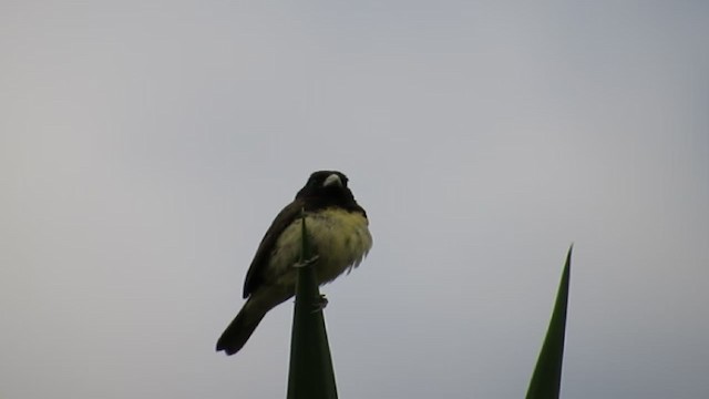 Yellow-bellied Seedeater - ML192944141