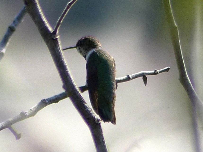 Ruby-throated/Black-chinned Hummingbird - ML192944211