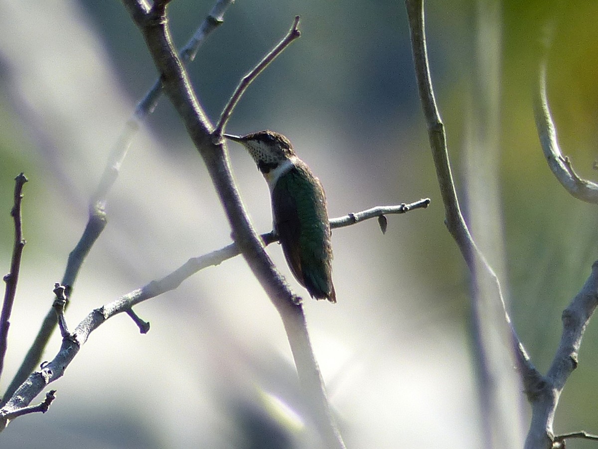 Ruby-throated/Black-chinned Hummingbird - ML192944321