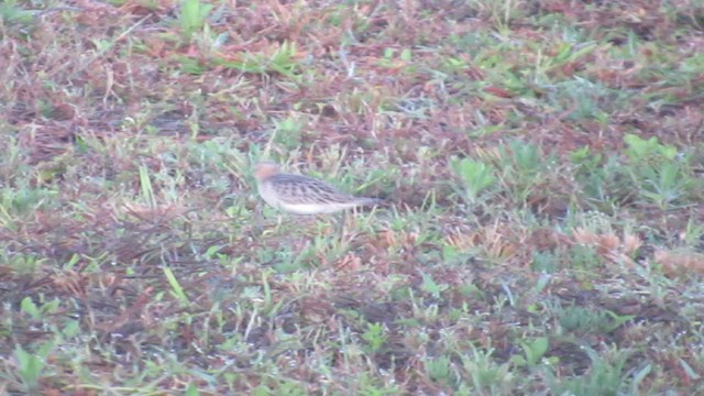 コモンシギ - ML192945031