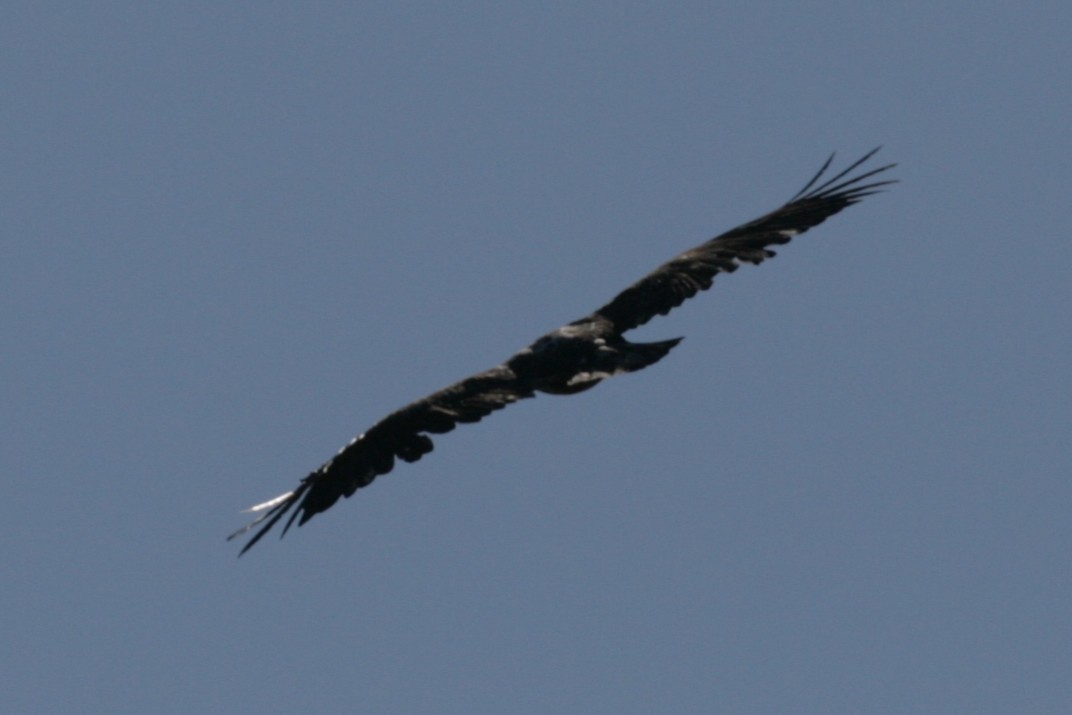 Weißkopf-Seeadler - ML192945651