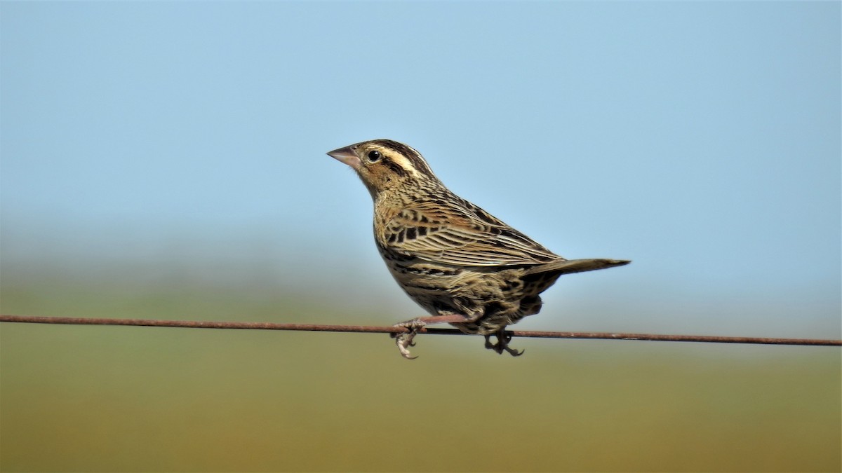 White-browed Meadowlark - ML192946641