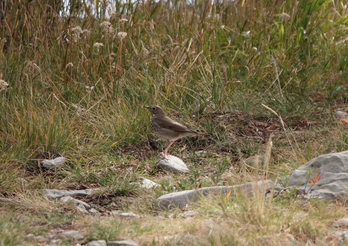 Hermit Thrush - ML192946871