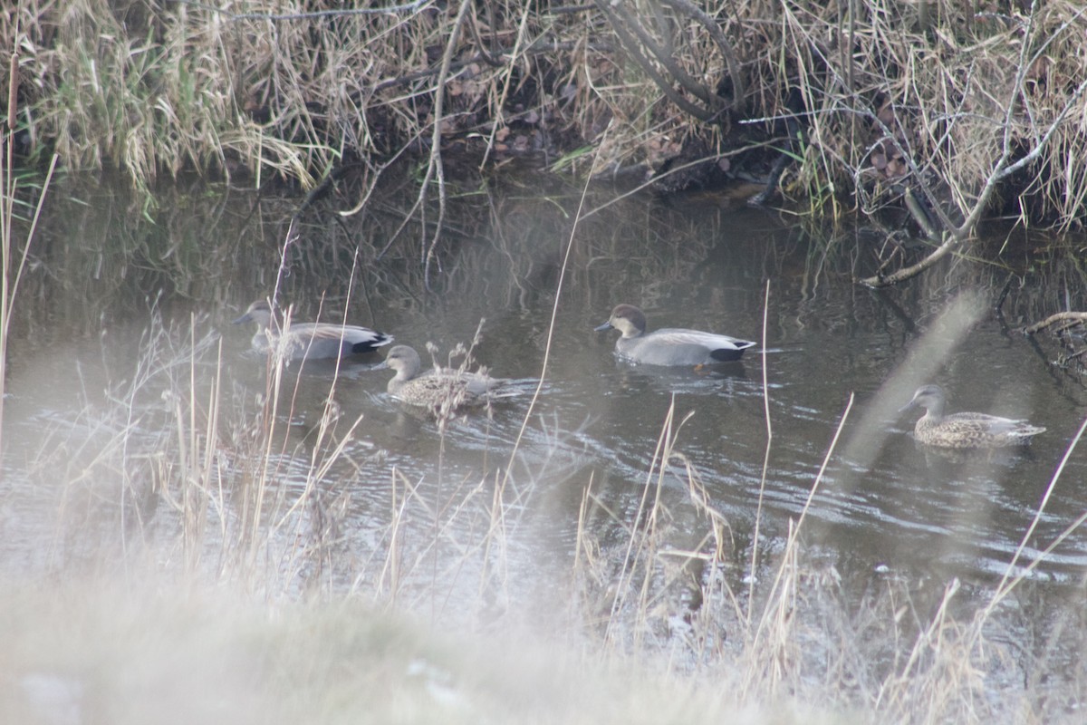 Gadwall - ML192948571