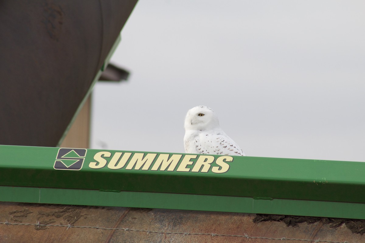 Snowy Owl - Jonathon Buwalda