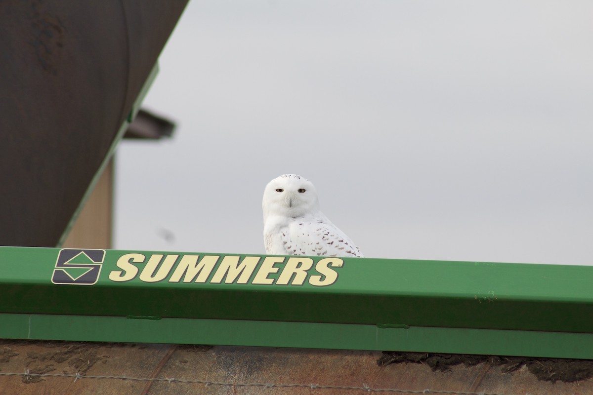 Snowy Owl - Jonathon Buwalda