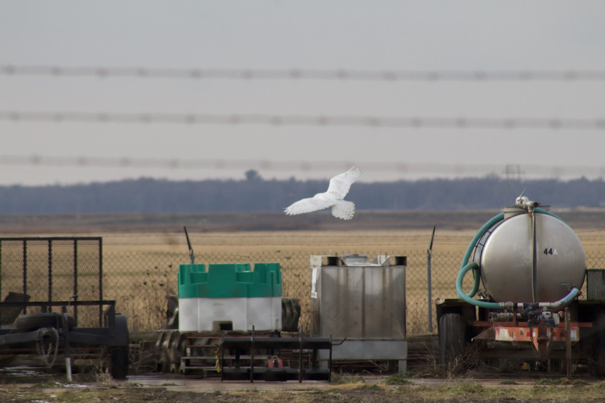 Snowy Owl - ML192948861