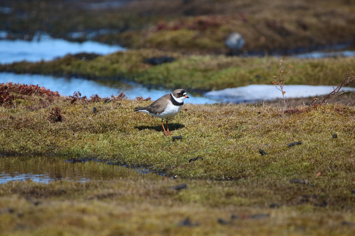 Semipalmated Plover - Katelyn Luff