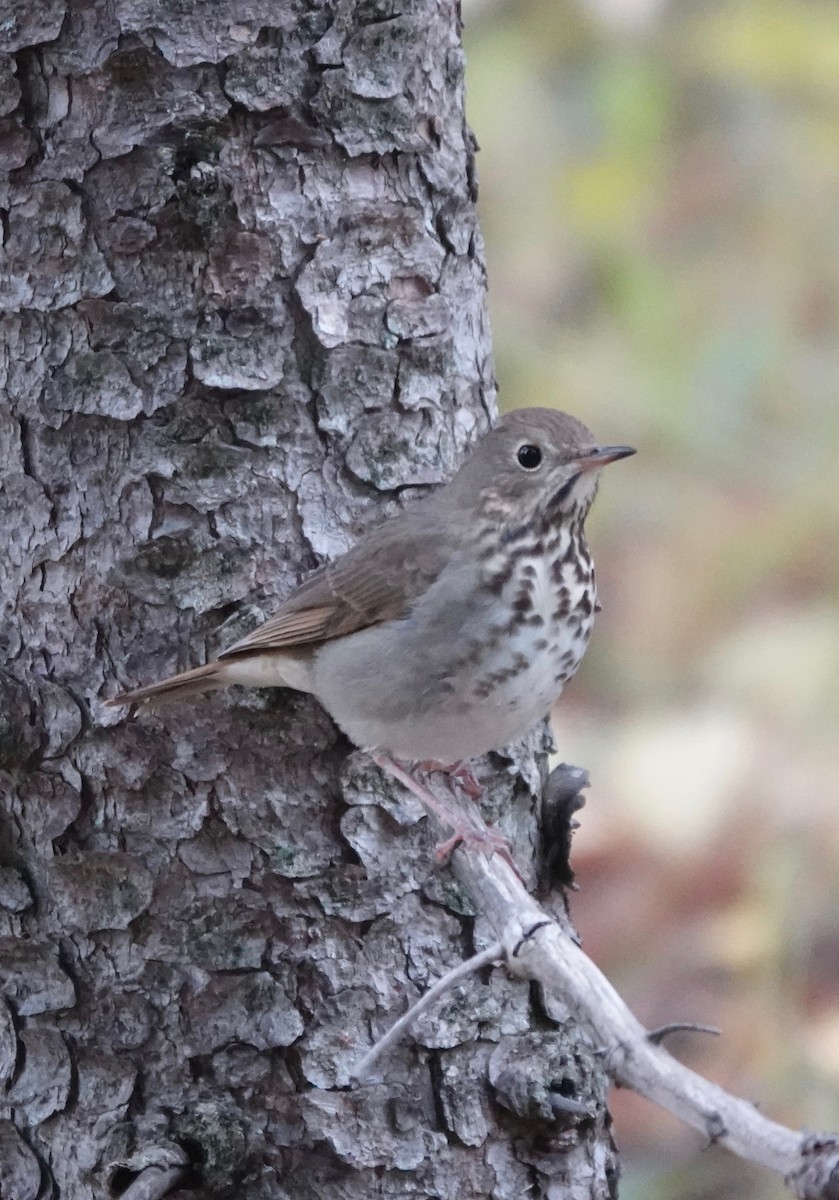 Hermit Thrush - ML192949231