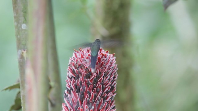 White-whiskered Hermit - ML192949941