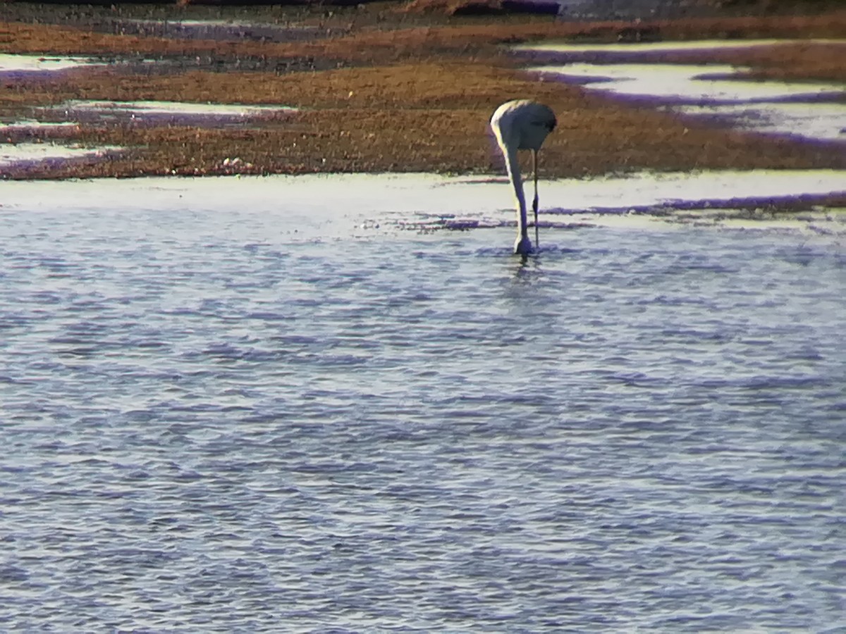 Greater Flamingo - Nelson Conceição