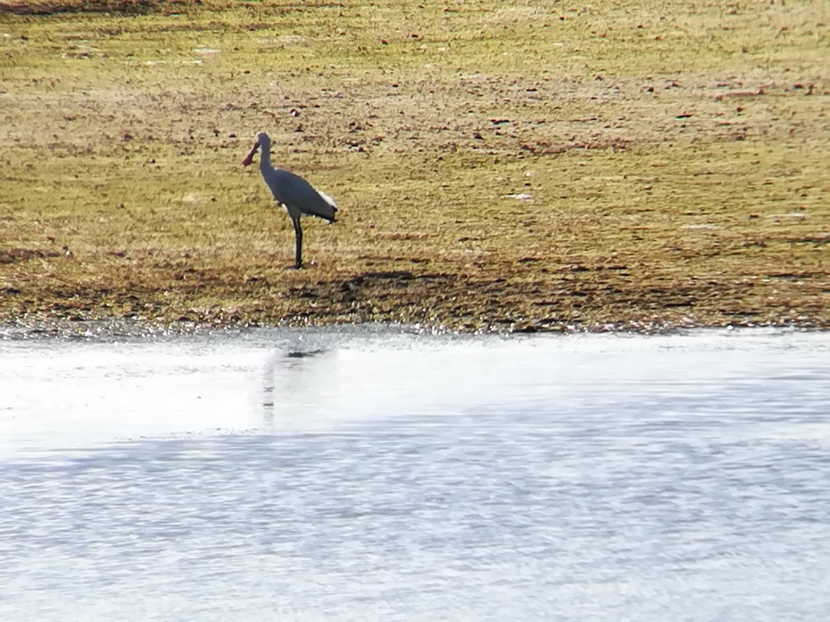 Eurasian Spoonbill - ML192950961