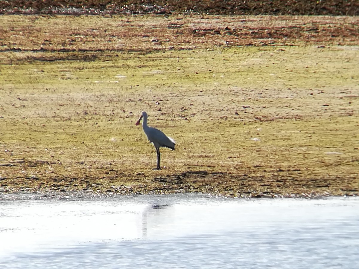 Eurasian Spoonbill - Nelson Conceição