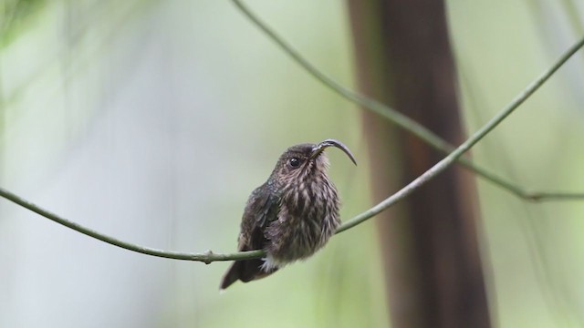 White-tipped Sicklebill - ML192951391