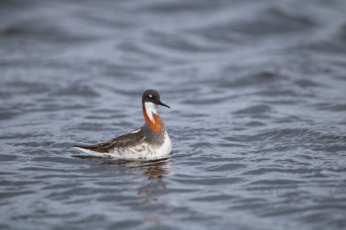 Red-necked Phalarope - Katelyn Luff