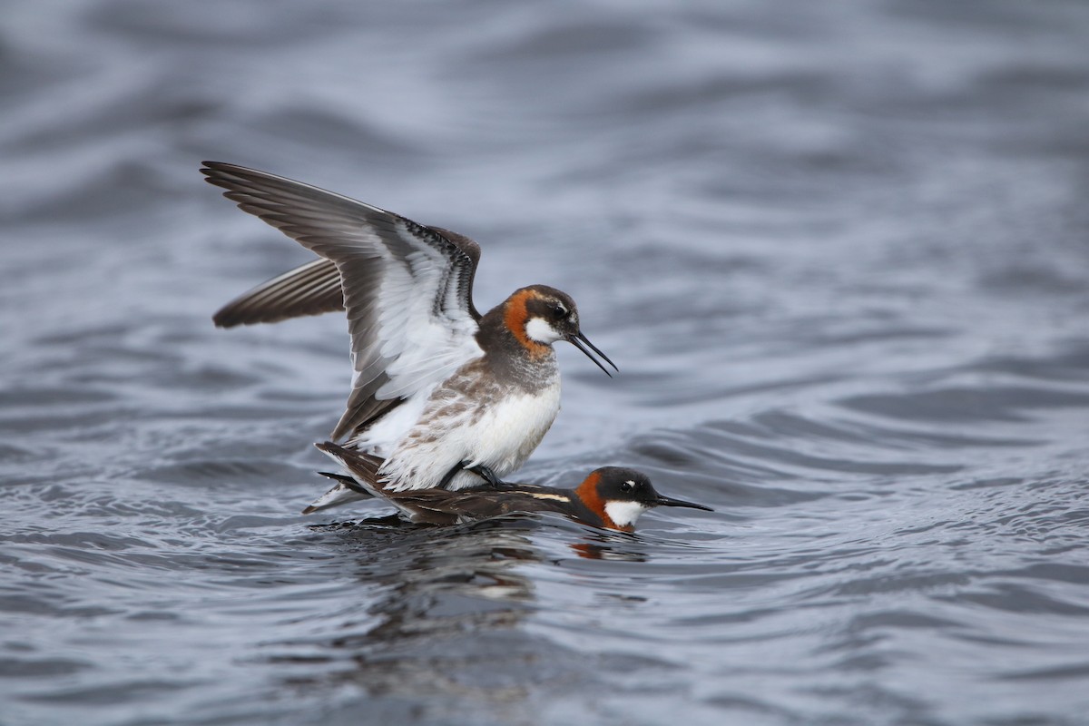 Red-necked Phalarope - ML192952371