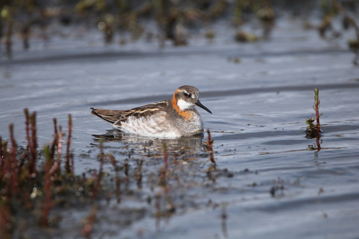 Red-necked Phalarope - Katelyn Luff