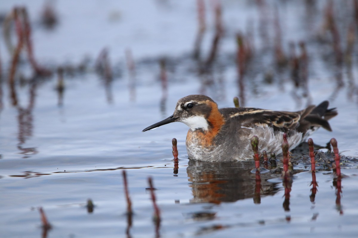 Red-necked Phalarope - Katelyn Luff