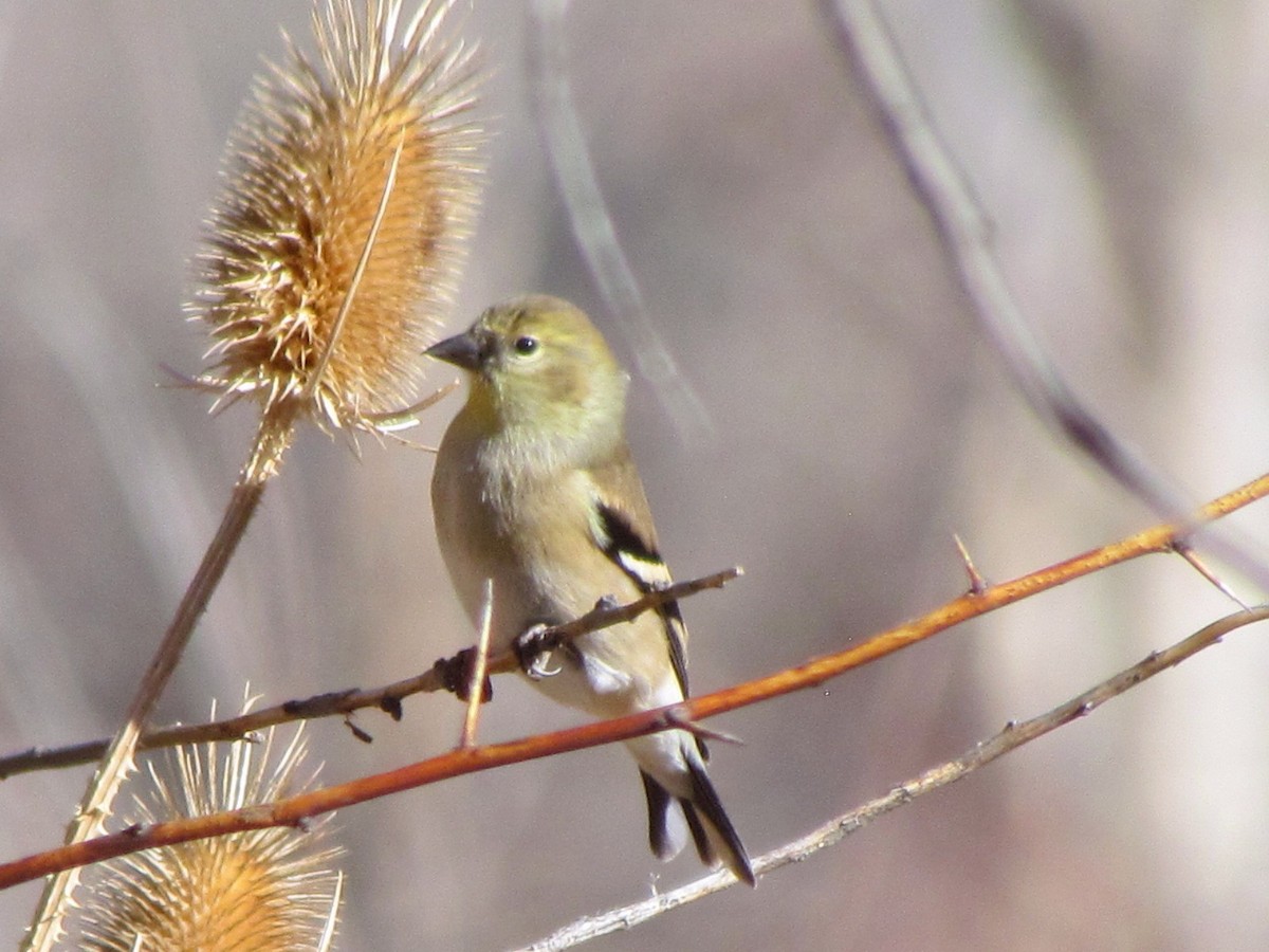 American Goldfinch - ML192955731