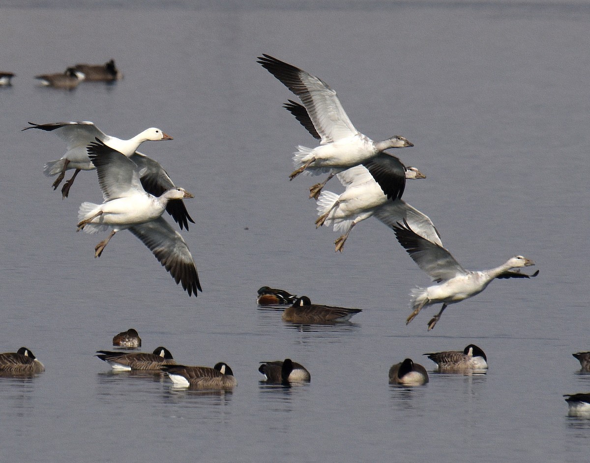 Snow Goose - ML192955821