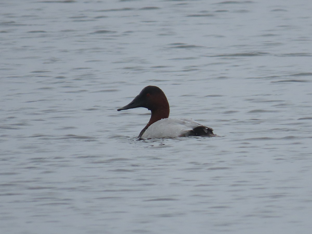 Canvasback - Amy Padgett