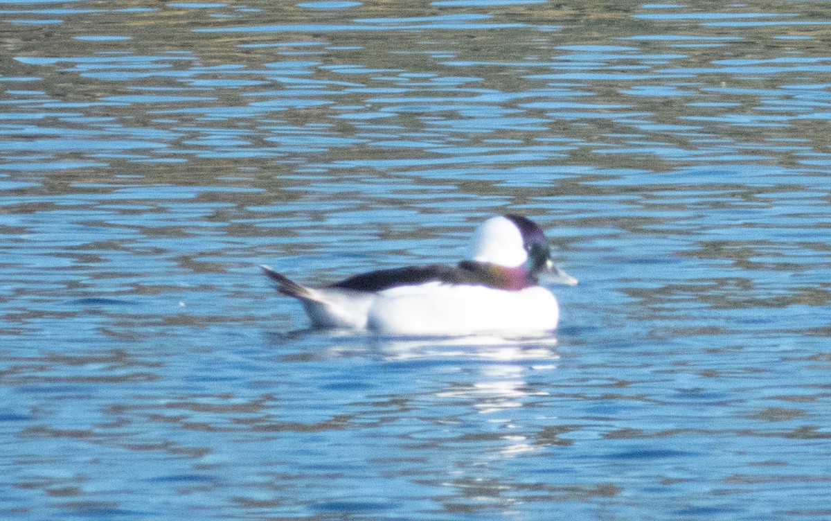 Bufflehead - mark cavallo