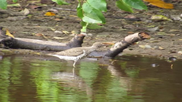 Spotted Sandpiper - ML192956091