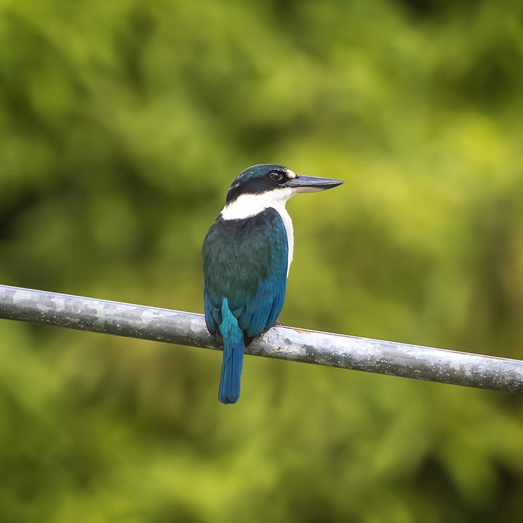 Melanesian Kingfisher (New Ireland) - Alexander Babych