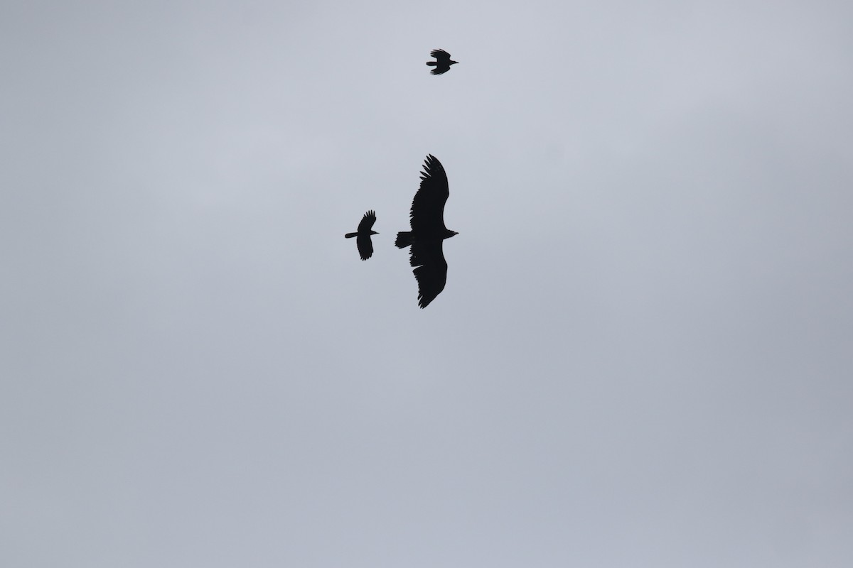 Cinereous Vulture - ML192958911