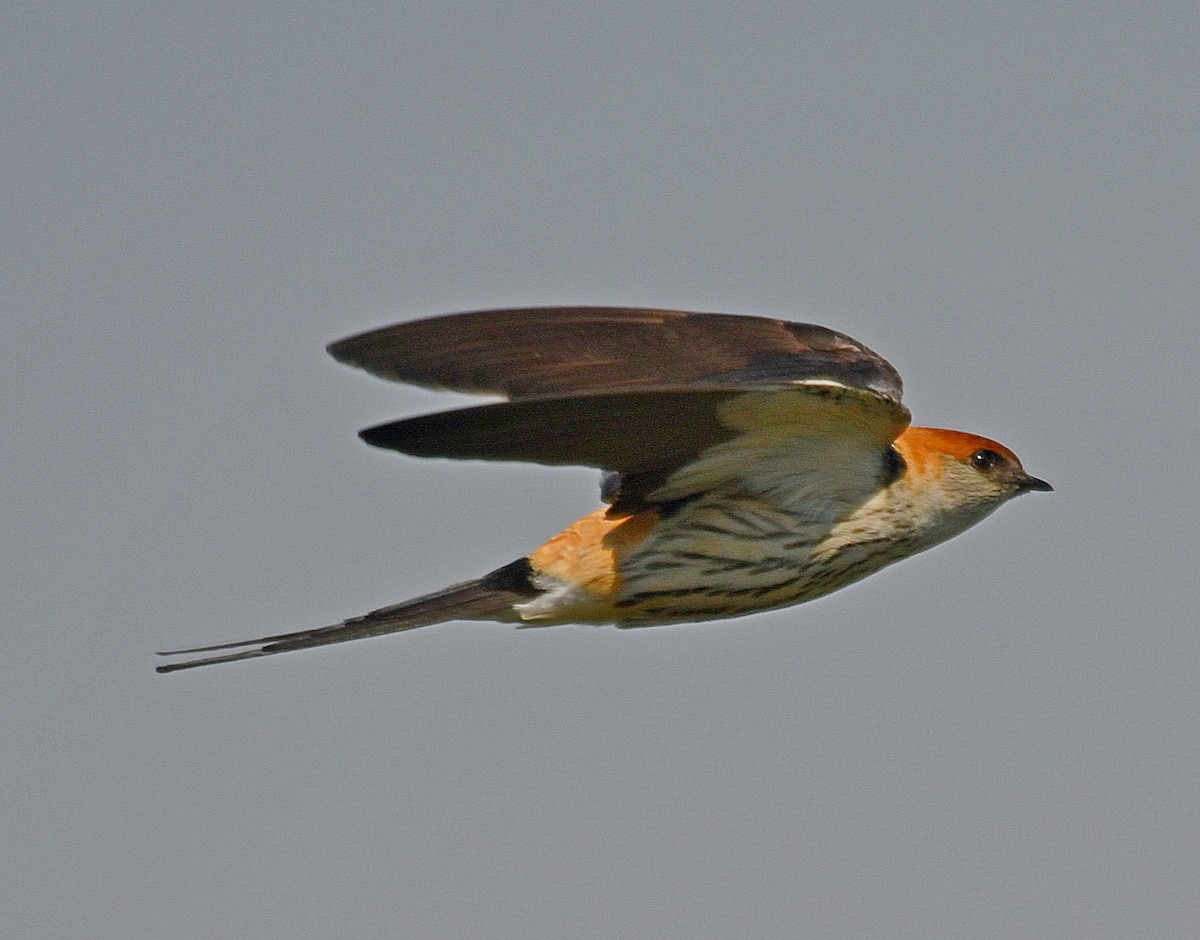 Greater Striped Swallow - ML192960261